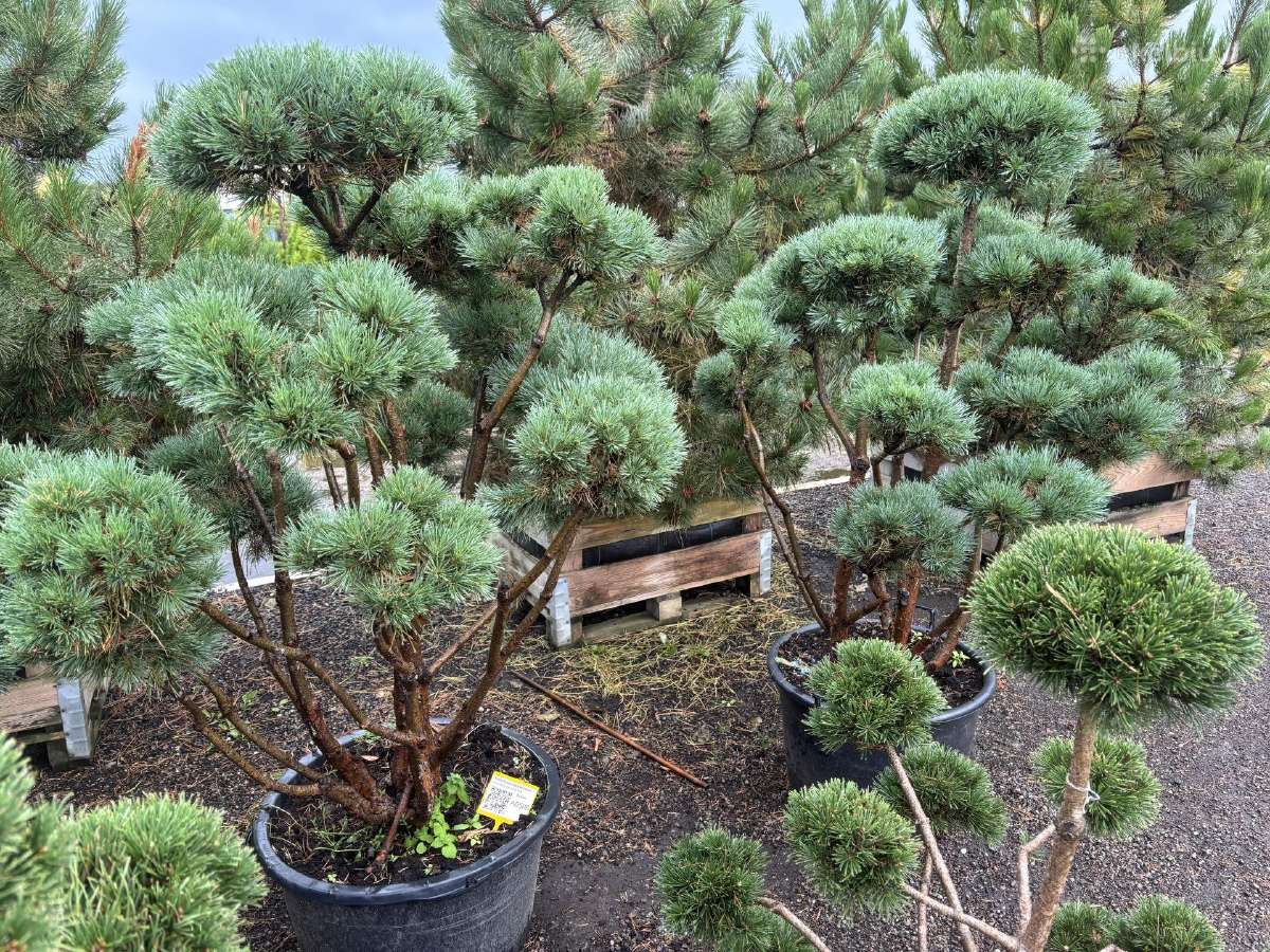 Miskantai, Bonsai, Kadagiai, Tujos, Skroblai. - nuotraukos Nr. 28