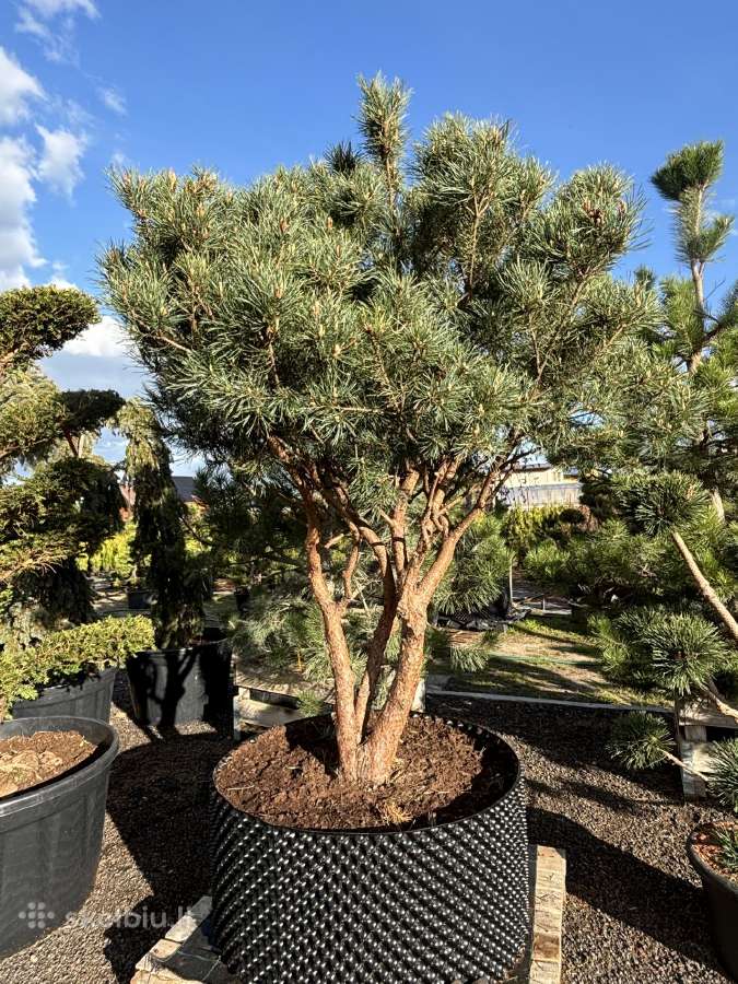 Miskantai, Bonsai, Kadagiai, Tujos, Skroblai. - nuotraukos Nr. 4