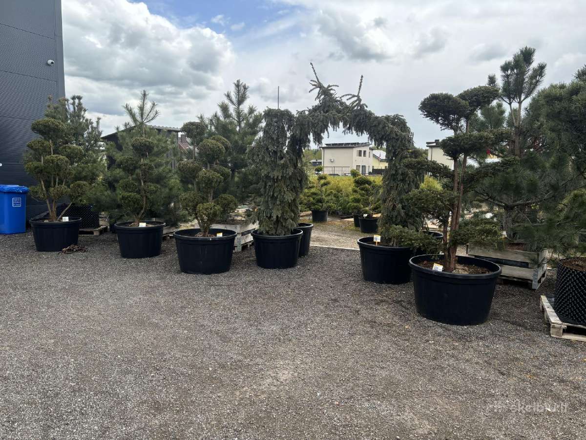 Miskantai, Bonsai, Kadagiai, Tujos, Skroblai. - nuotraukos Nr. 33