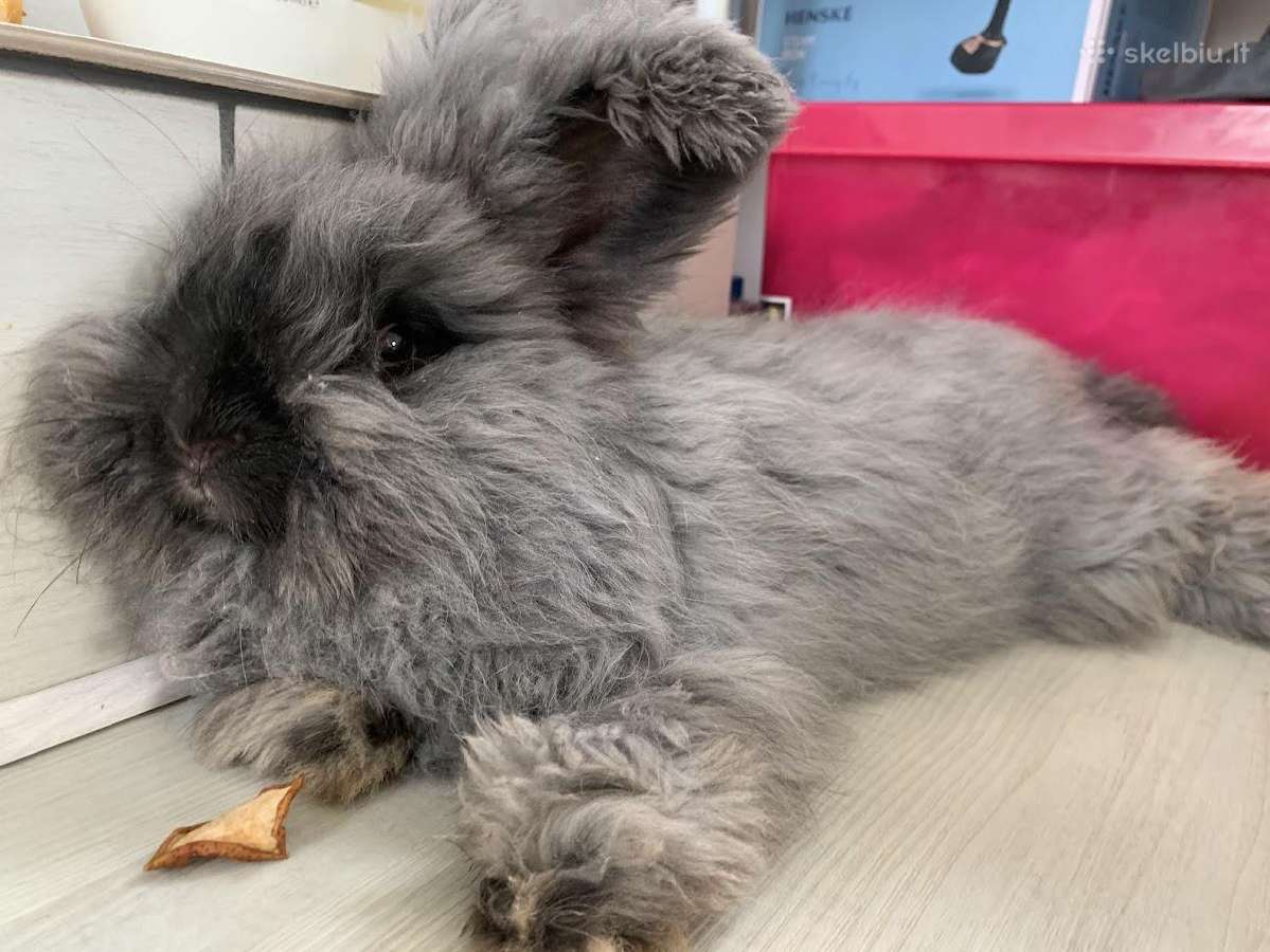 Parduodu “Angora'' su dokumentais, skiepyta. - nuotraukos Nr. 5