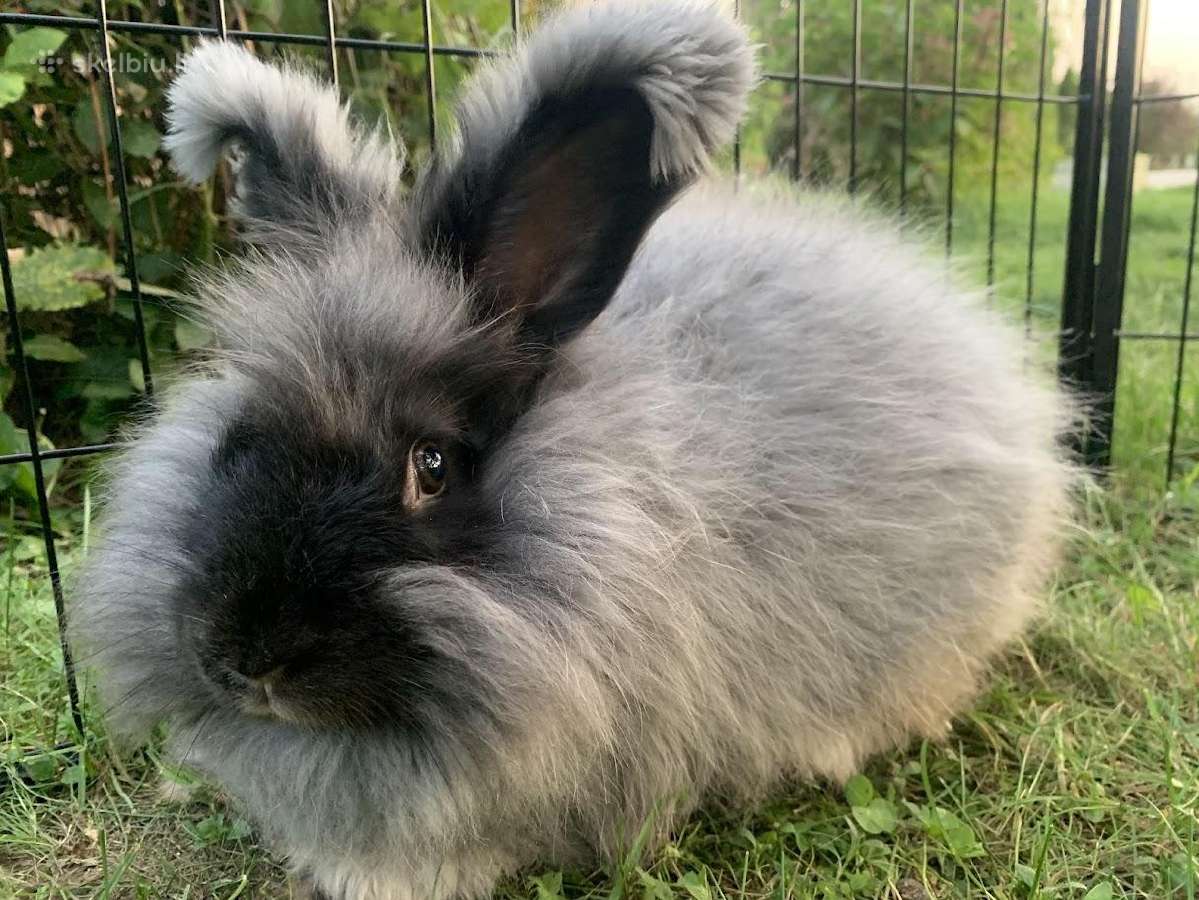 Parduodu “Angora'' su dokumentais, skiepyta. - nuotraukos Nr. 6