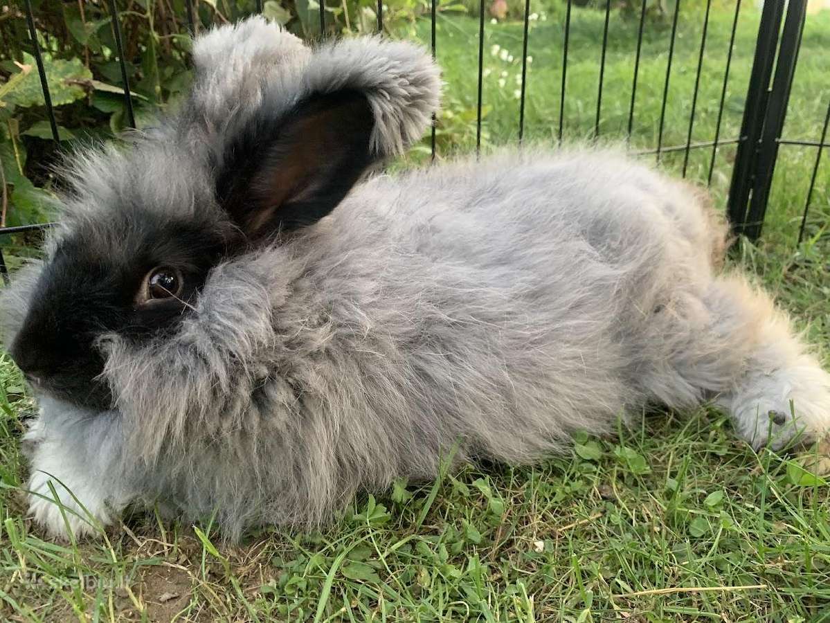 Parduodu “Angora'' su dokumentais, skiepyta. - nuotraukos Nr. 7