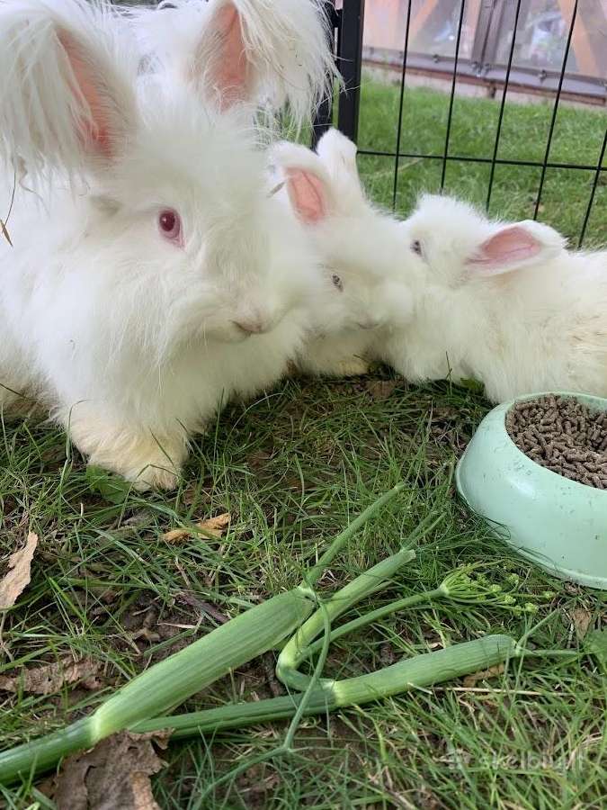 Parduodu “Angora'' su dokumentais, skiepyta. - nuotraukos Nr. 8