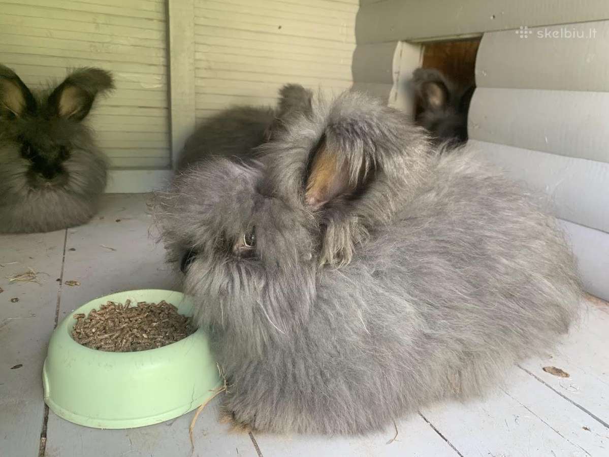 Parduodu “Angora'' su dokumentais, skiepyta. - nuotraukos Nr. 9