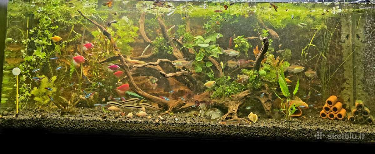 Nebrangiai akvariumas su viskuo 300litru