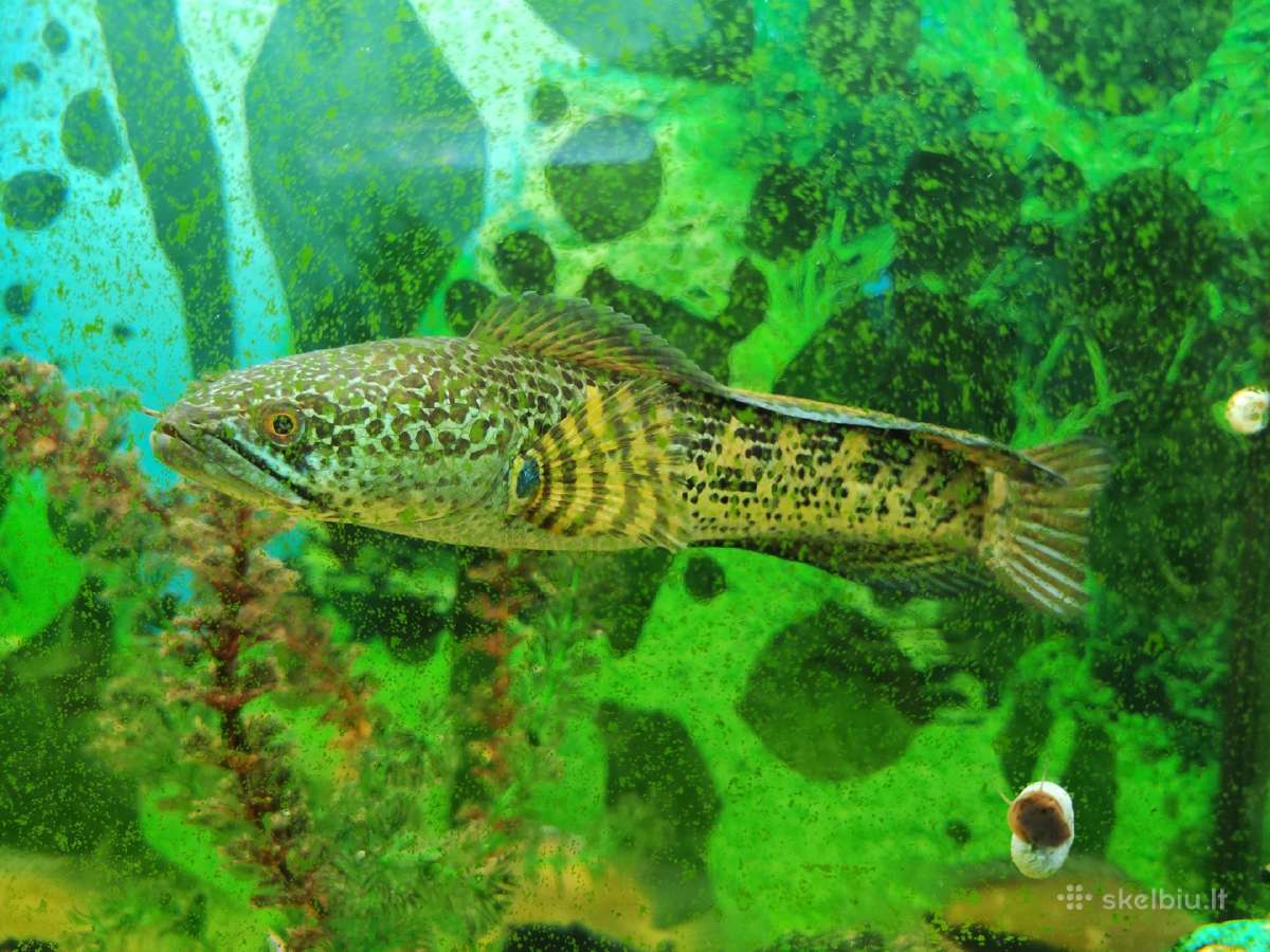 Parduodama žuvis Channa aurantimaculata - nuotraukos Nr. 2