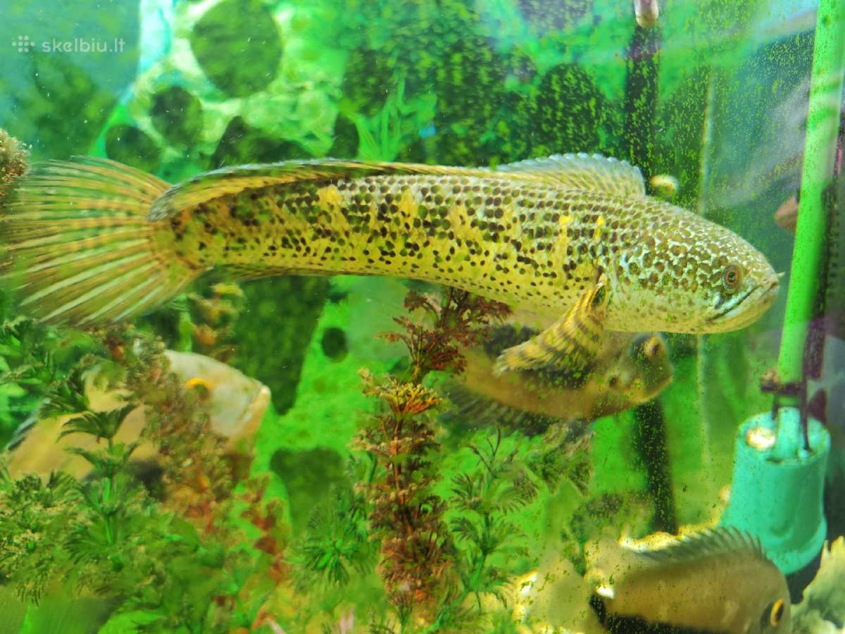 Parduodama žuvis Channa aurantimaculata - nuotraukos Nr. 3