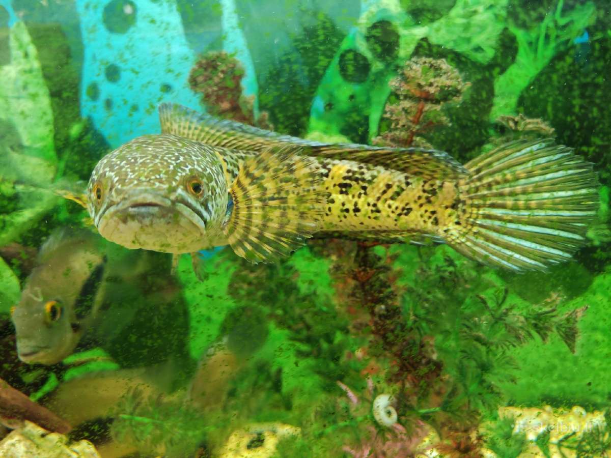 Parduodama žuvis Channa aurantimaculata - nuotraukos Nr. 4