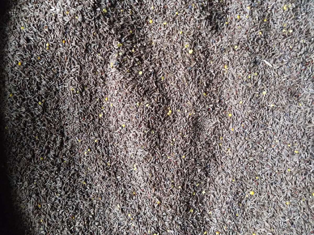 Kmynai 0.95 €/kg - nuotraukos Nr. 4