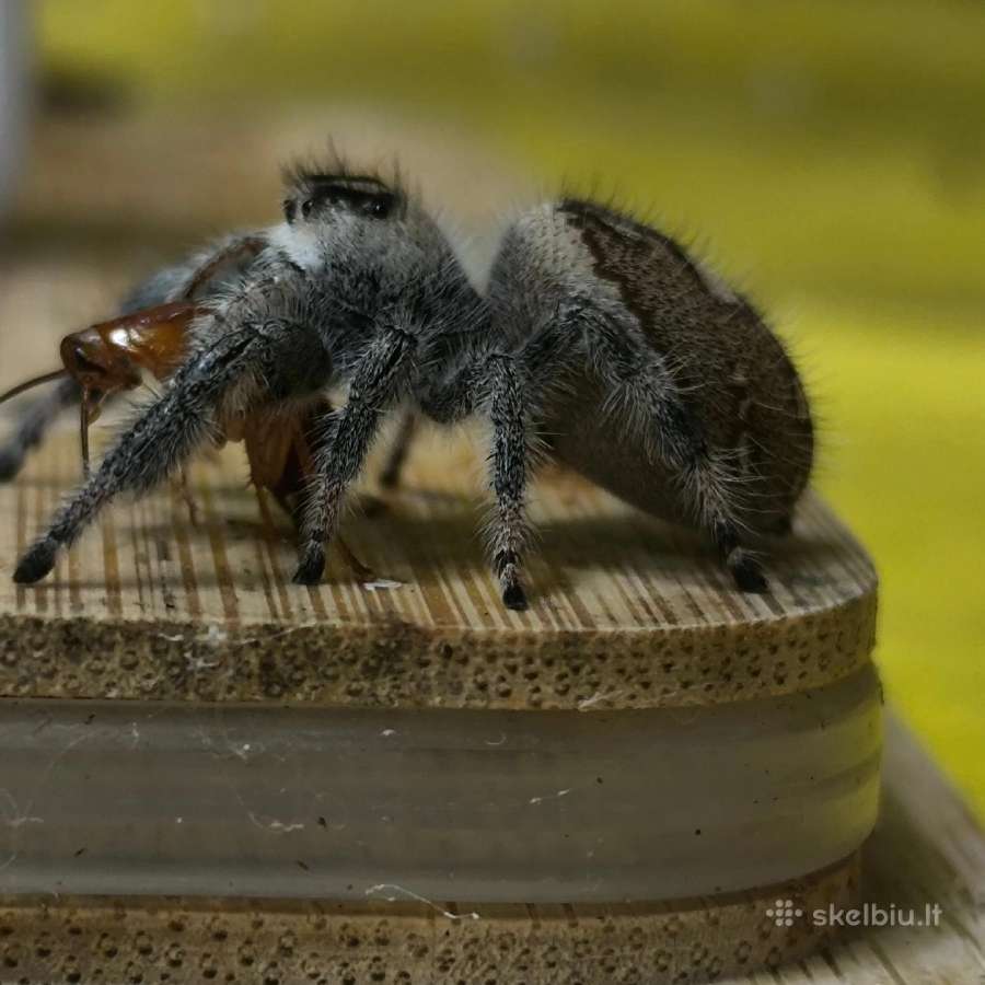 Parduodami Šokliukai voriukai Phidippus regus 30€