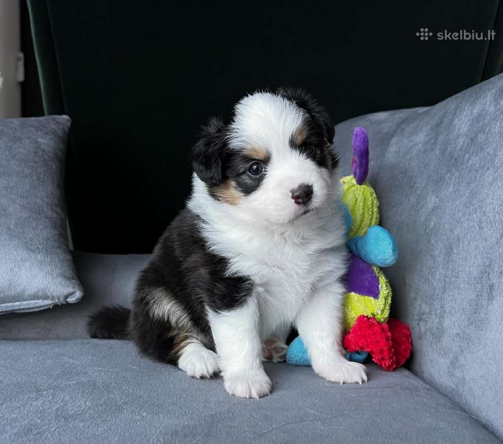 Mini Aussie /Miniatiūrinis amerikos avigan. /Mas - nuotraukos Nr. 14