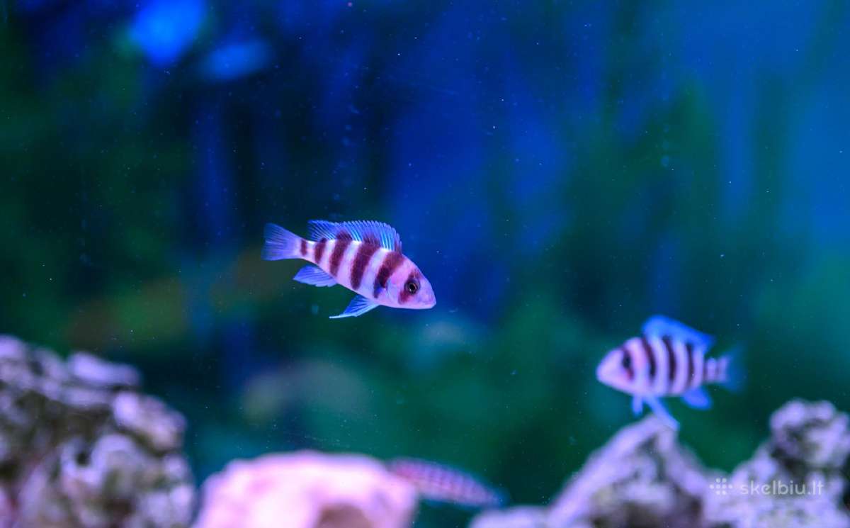 Frontosa