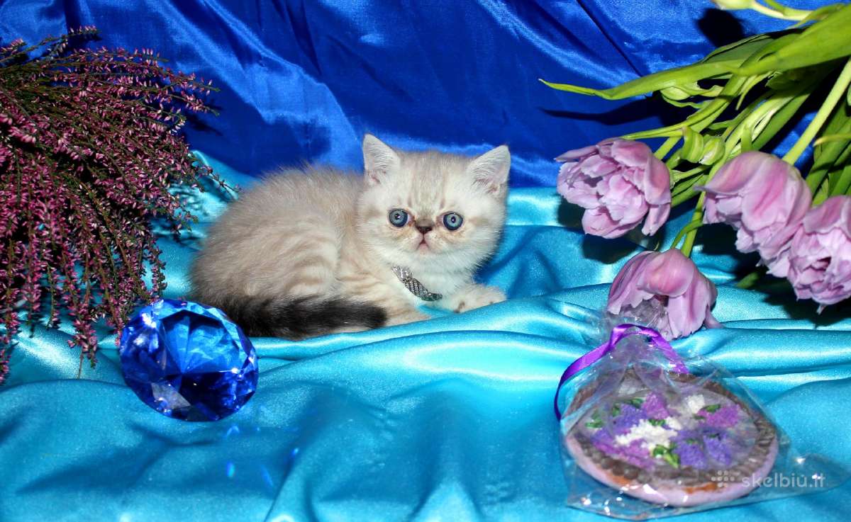 Katinas,kviecia Приглашает кошек Экзот и Перс - nuotraukos Nr. 7