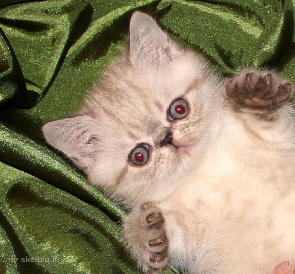 Katinas,kviecia Приглашает кошек Экзот и Перс - nuotraukos Nr. 10