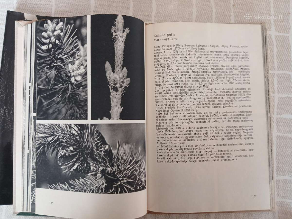 Knyga mokslinė apie Lietuvos medžius - nuotraukos Nr. 3