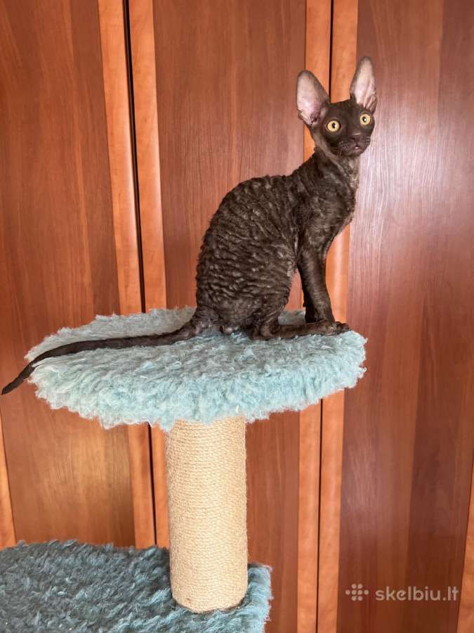 Kate su dokumentais - nuotraukos Nr. 3