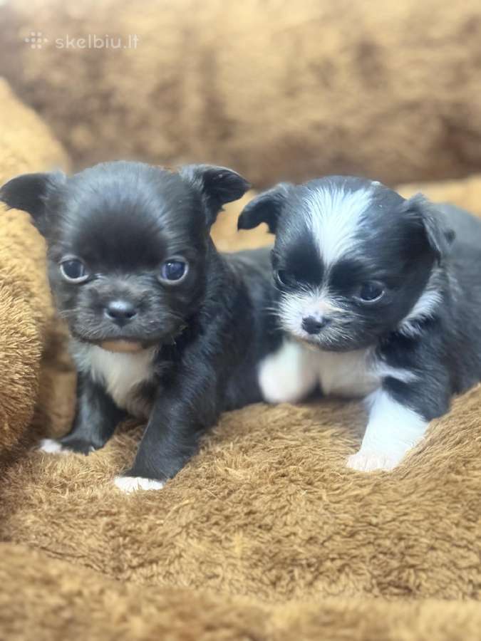 Ekskliuzyvinis mini mini berniukas su dok. - nuotraukos Nr. 7