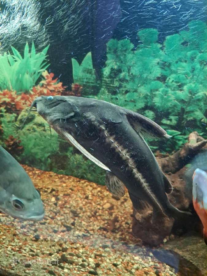 Parduodu didelį akvariumą su didelėm žuvytėm.