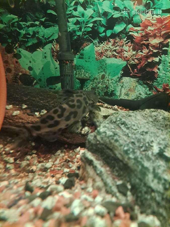 Parduodu didelį akvariumą su didelėm žuvytėm. - nuotraukos Nr. 2