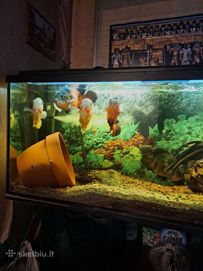 Parduodu didelį akvariumą su didelėm žuvytėm. - nuotraukos Nr. 3