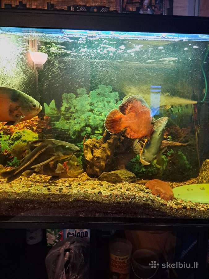 Parduodu didelį akvariumą su didelėm žuvytėm. - nuotraukos Nr. 4