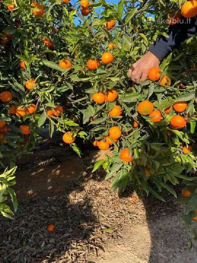 Vaisiai iš Ispanijos alyvuogės tunas didmena - nuotraukos Nr. 16