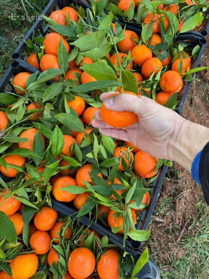 Vaisiai iš Ispanijos alyvuogės tunas didmena - nuotraukos Nr. 2