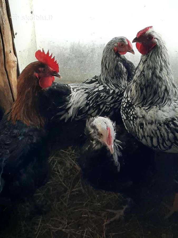 Parduodami paukščiai