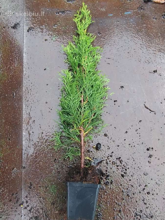 Tujos Smaragd - p9 vazonas - 0,49 € - iki 55 cm - nuotraukos Nr. 6