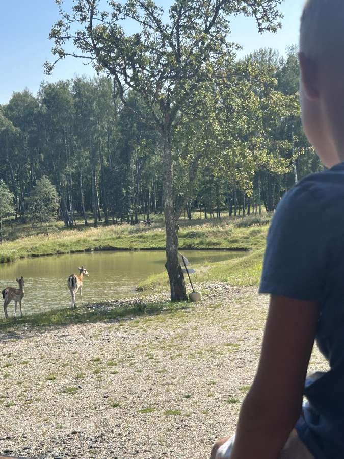 Laisvas savaitgalis tarp laisvai besiganančių elni - nuotraukos Nr. 19