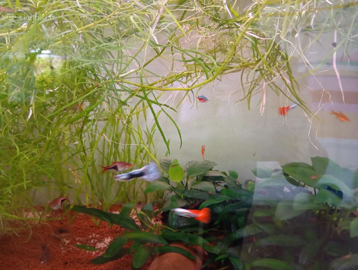 Parduodu akvariumą - nuotraukos Nr. 4