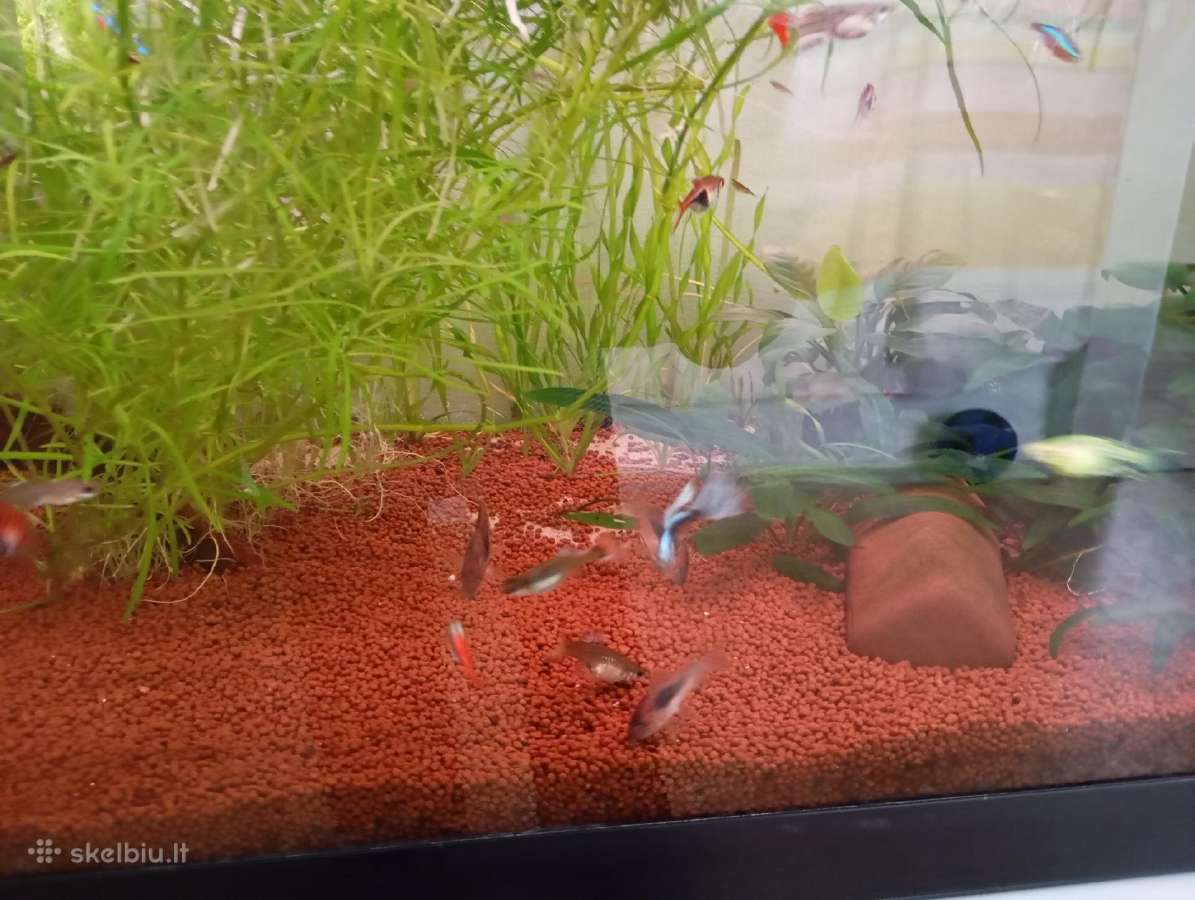 Parduodu akvariumą - nuotraukos Nr. 5
