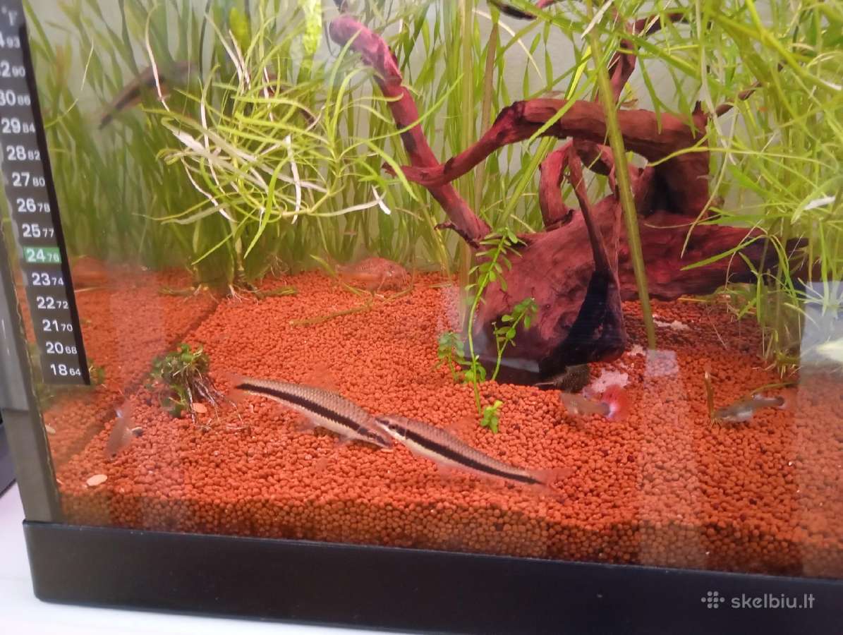 Parduodu akvariumą - nuotraukos Nr. 6