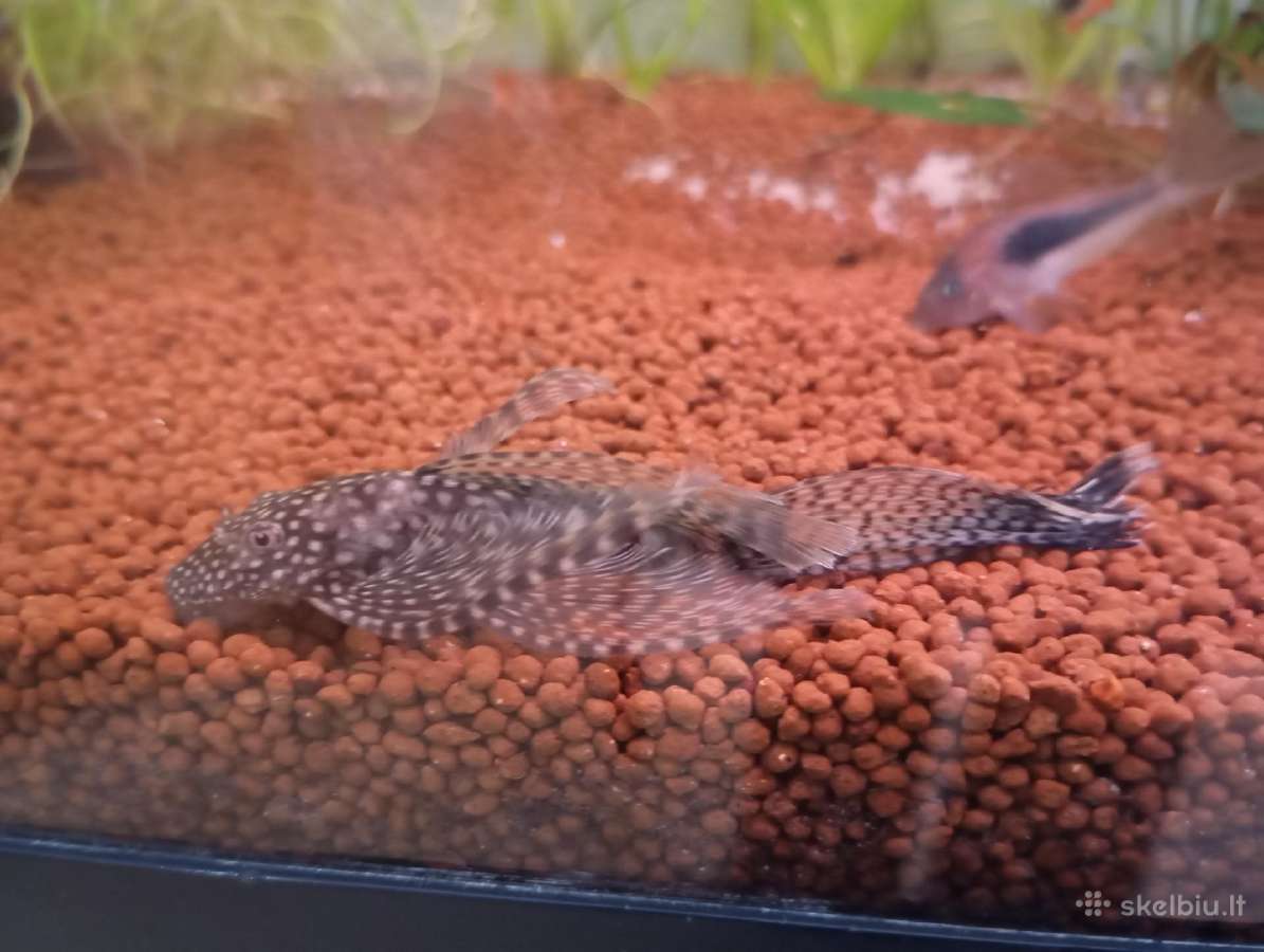 Parduodu akvariumą - nuotraukos Nr. 7