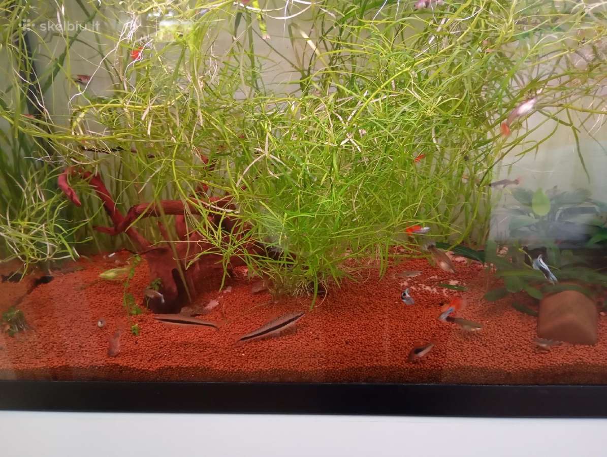 Parduodu akvariumą - nuotraukos Nr. 8