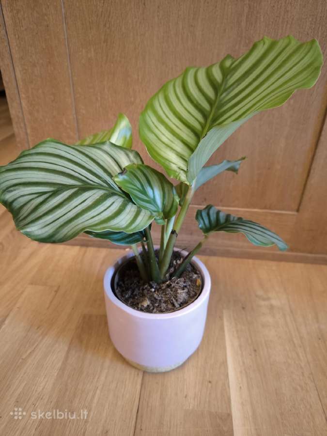 Calathea Orbifolia Kalateja