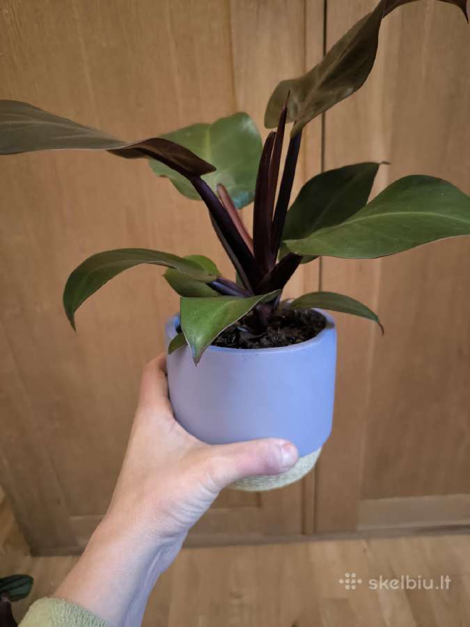 Filodendras imperial red