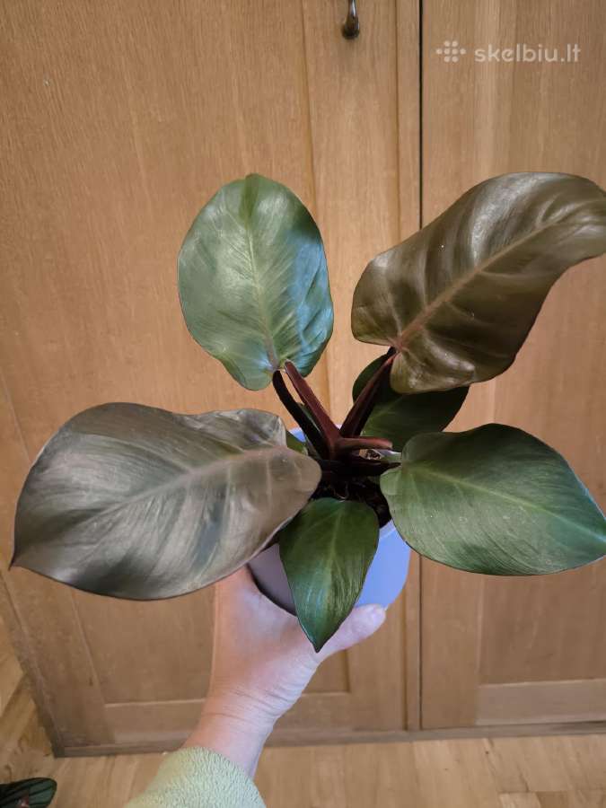 Filodendras imperial red - nuotraukos Nr. 2