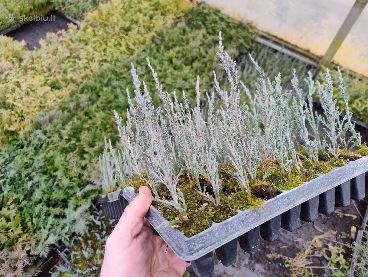 Uoliniai kadagiai blue arrow, /juniperus/ - nuotraukos Nr. 2