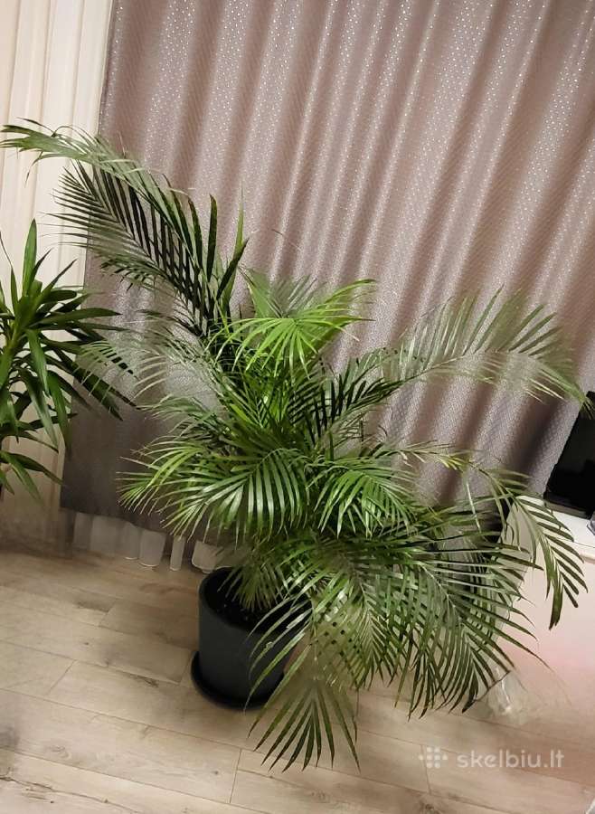 Palmė (Dipsis)