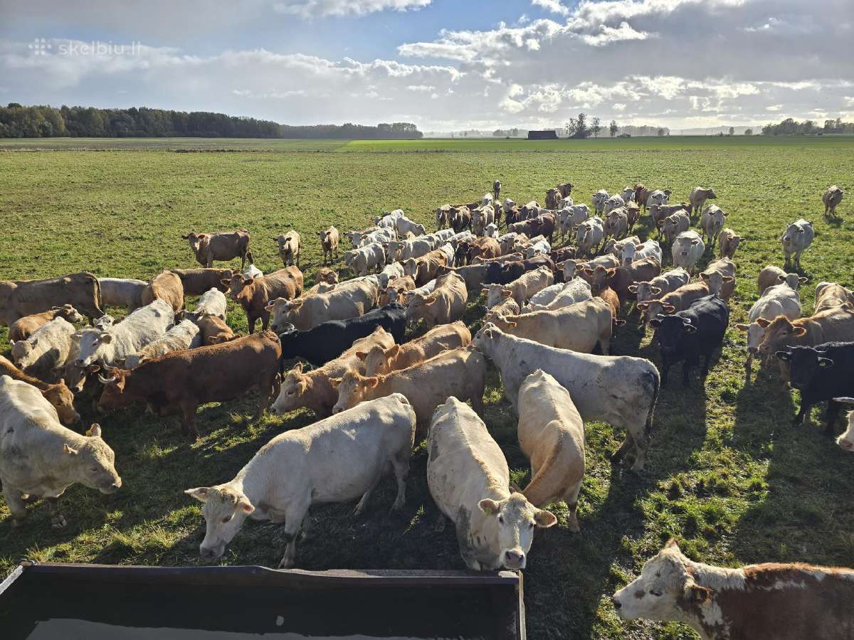 Perkame: Galvijus skerdimui nuo 600kg ir auginimui - nuotraukos Nr. 2