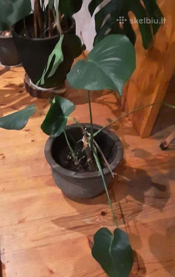 Monstera