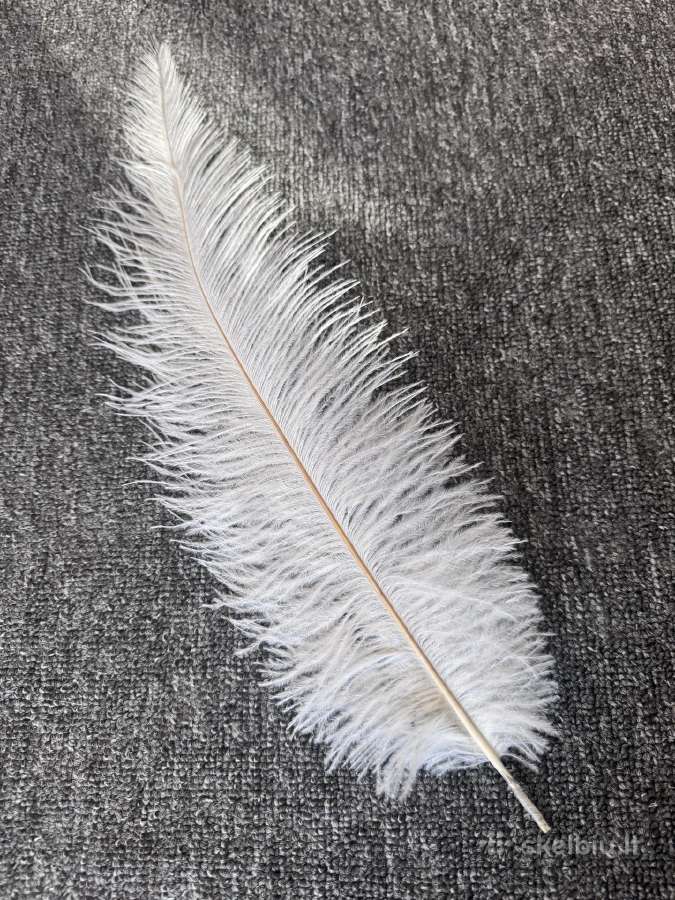Baltos stručio plunksnos dekorui (40–45 cm) - nuotraukos Nr. 2
