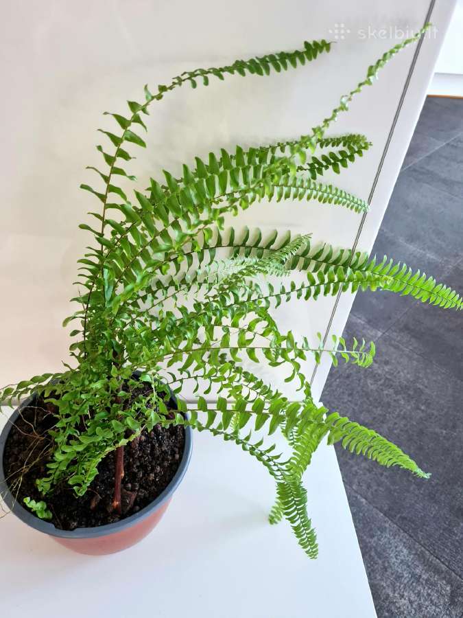 Papartis Nephrolepis exaltata