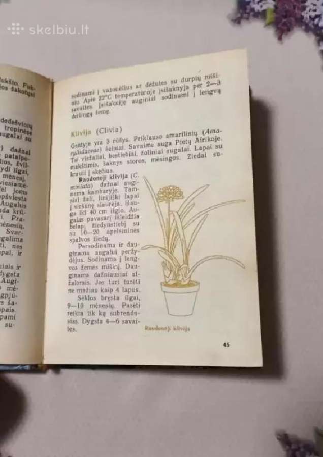Jaunajam gėlininkui - nuotraukos Nr. 7