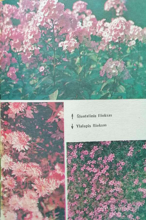 Jaunajam gėlininkui - nuotraukos Nr. 6