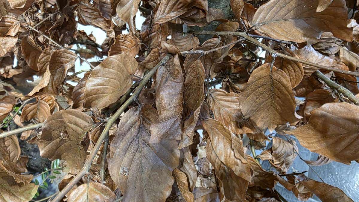 Bukai, Skroblai gyvatvorėms, augalų kompozicijoms - nuotraukos Nr. 2