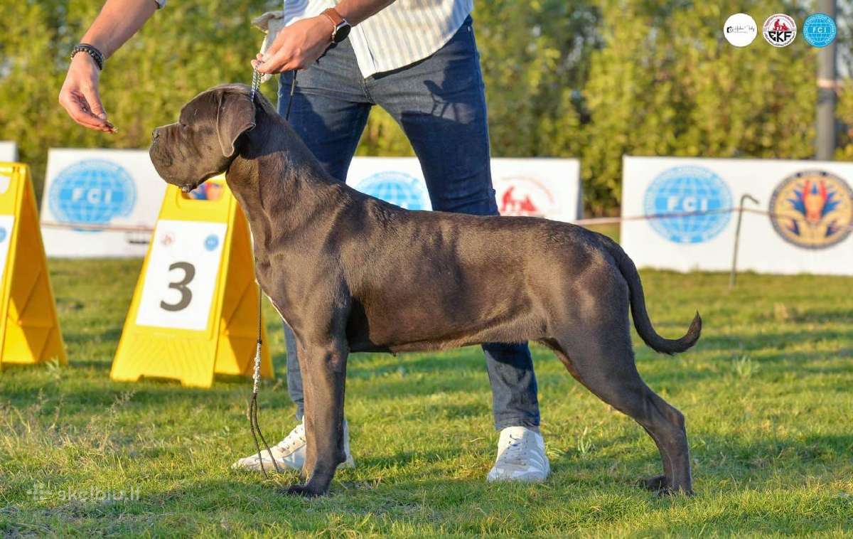 Grynaveisliai Cane Corso šuniukai su Ksu/fci dokum