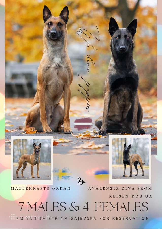 Belgų aviganių Malinua (Belgian Malinois) šuniukai