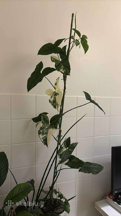 Margas singonis / variegated singonium